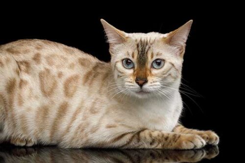 Begnals Robe Caractère du chat Bengal