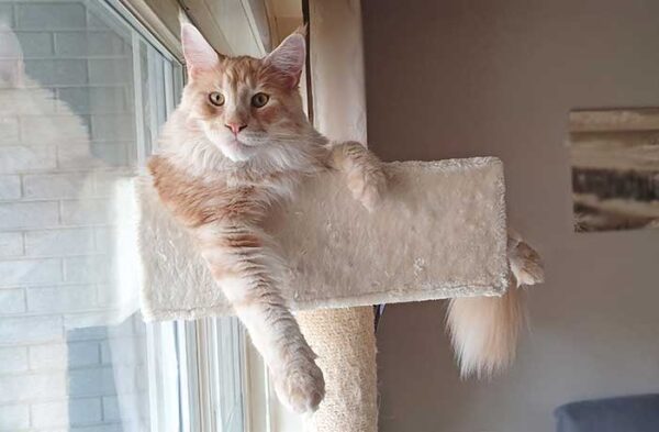 Une multitude d’arbre à chat