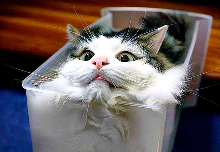 Le chat est-il liquide ?